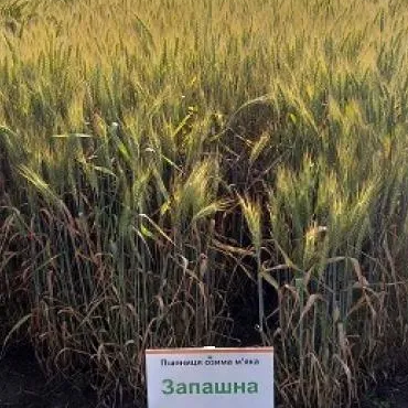 насіння запашної пшениці