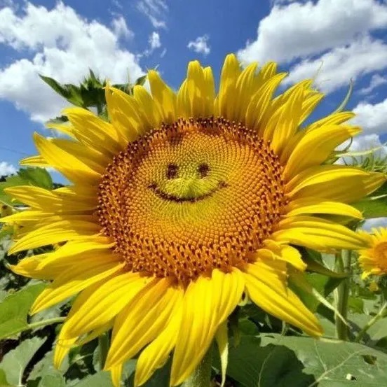 Аякс