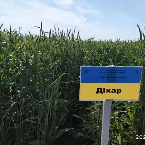 ДІХАР