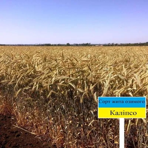КАЛІПСО
