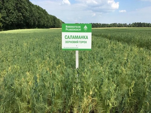 САЛАМАНКА