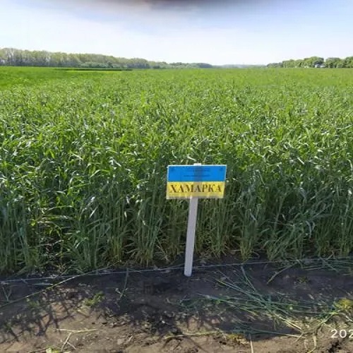 ХАМАРКА