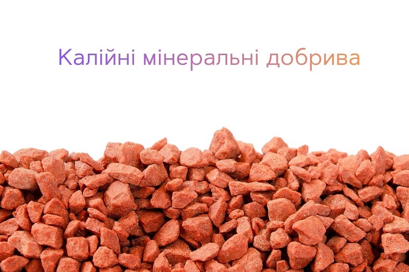 Калійні мінеральні добрива: тренди, виклики та перспективи для України